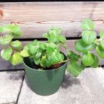 Nádchovník citronový - Mexický eukalyptus (Plectranthus amboinicus) - výška 10-15 cm, kont. C1L